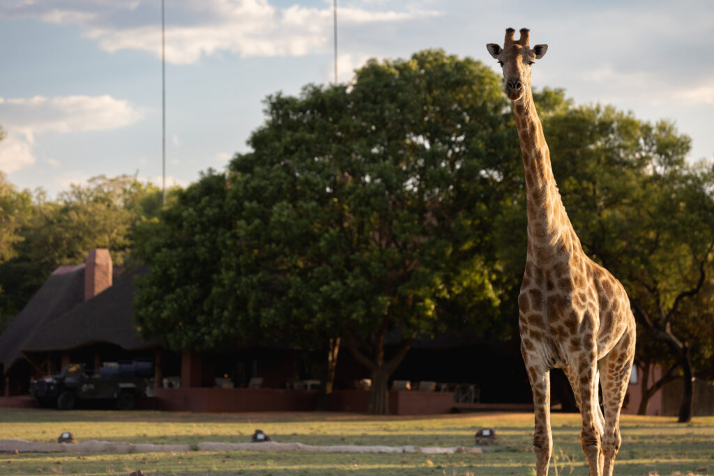 Zebras Crossing Lodge with Giraffe