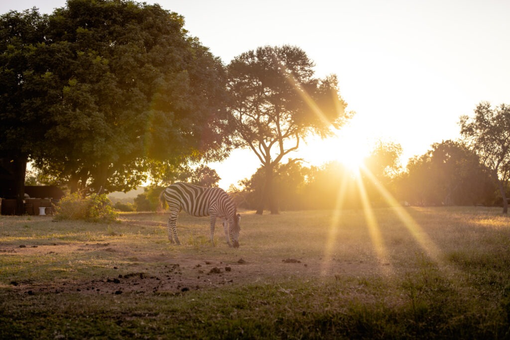 zebras at main lodge