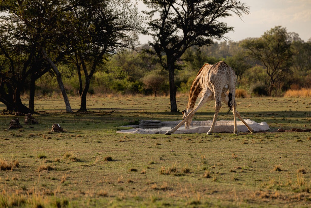Giraffe drinking