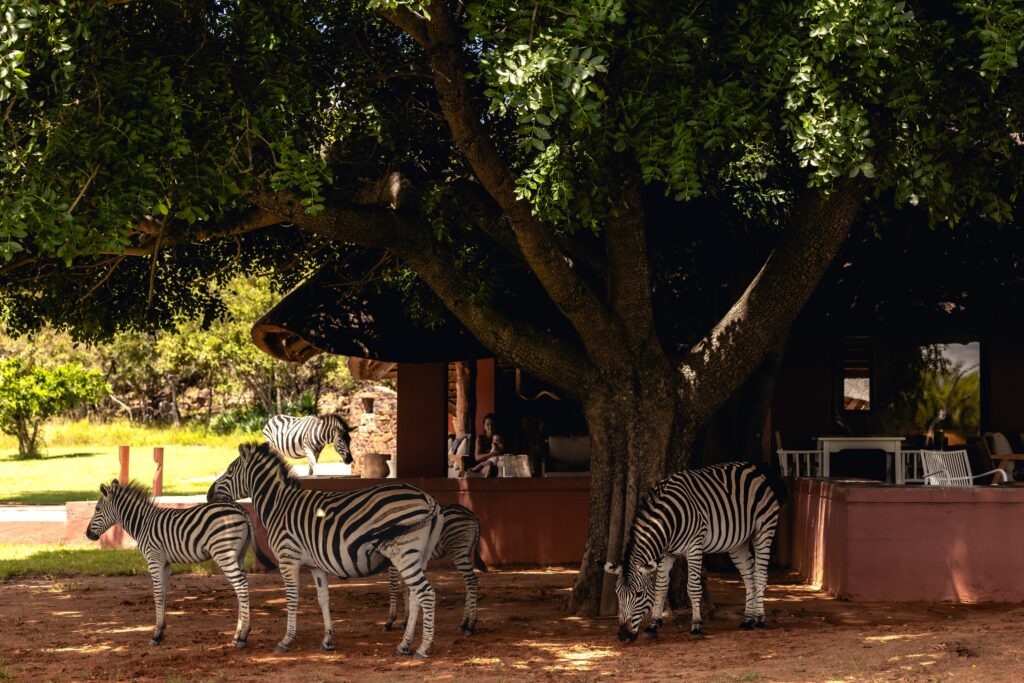 Main Lodge, Zebras Crossing